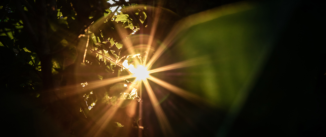 Sonnenstrahlen durchbrechen den Blätterwald